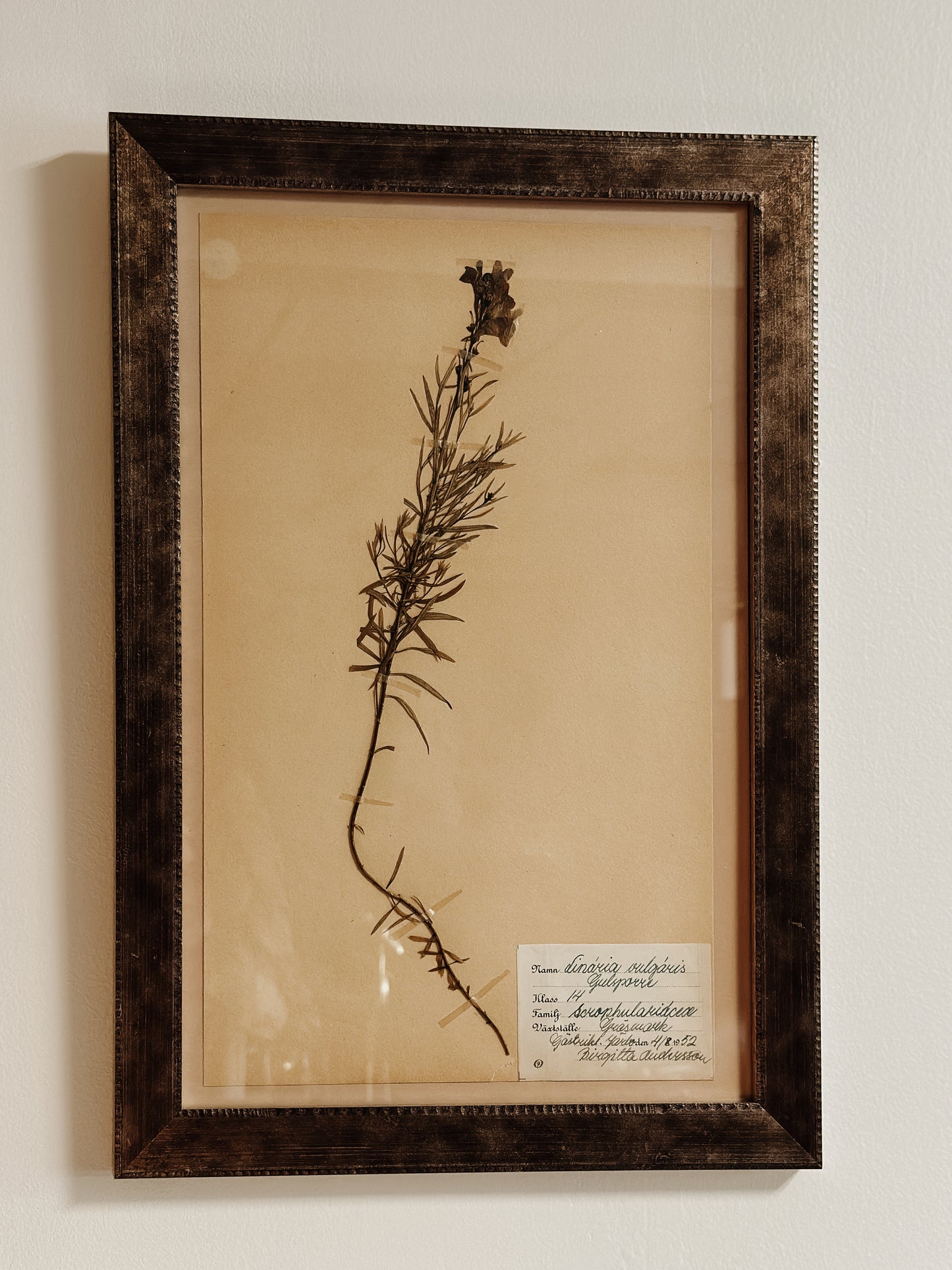 Antique & Vintage Framed Swedish Herbariums