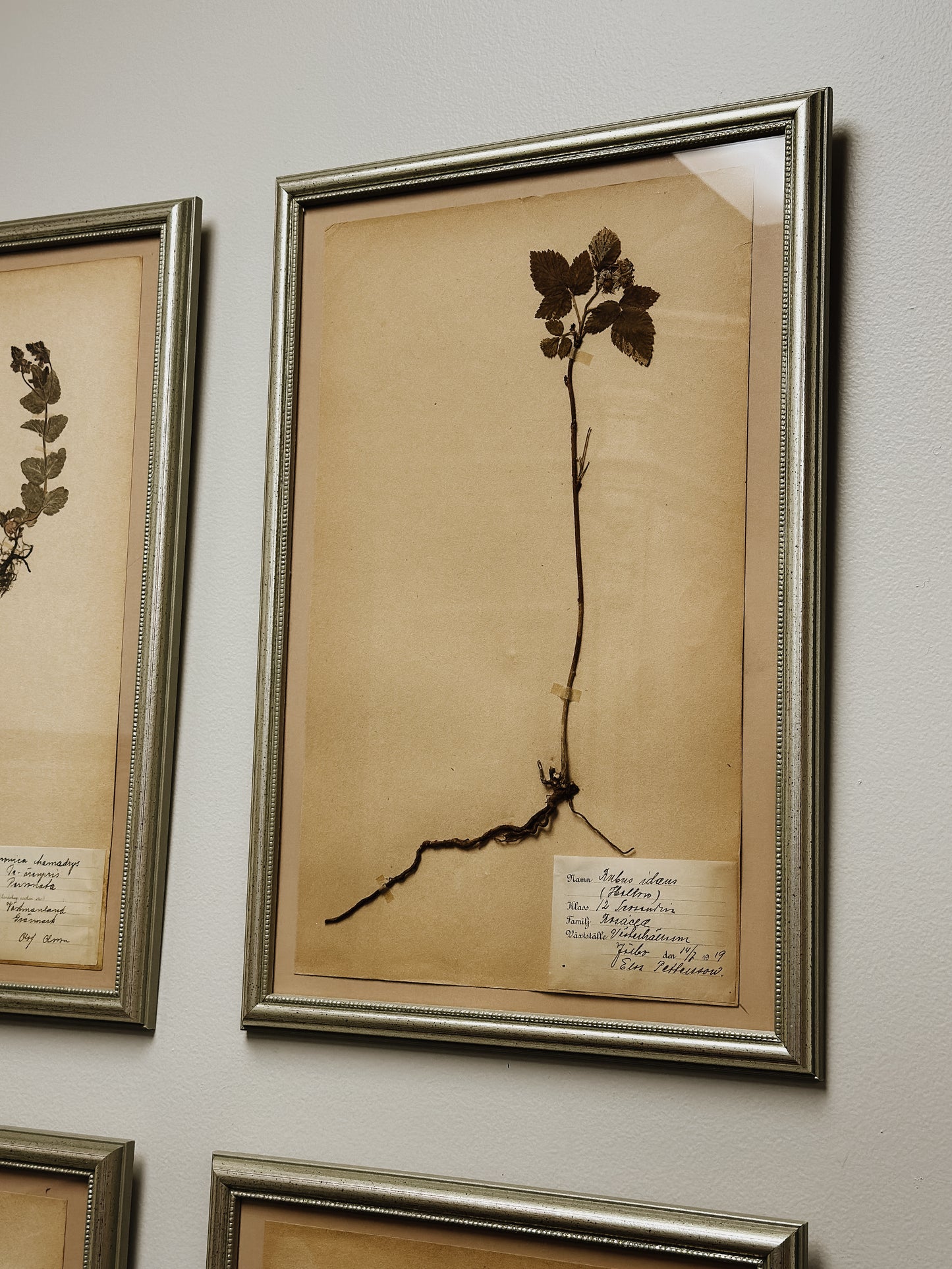 Antique & Vintage Framed Swedish Herbariums