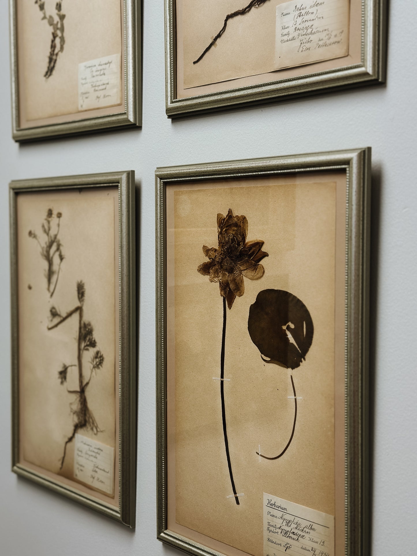 Antique & Vintage Framed Swedish Herbariums