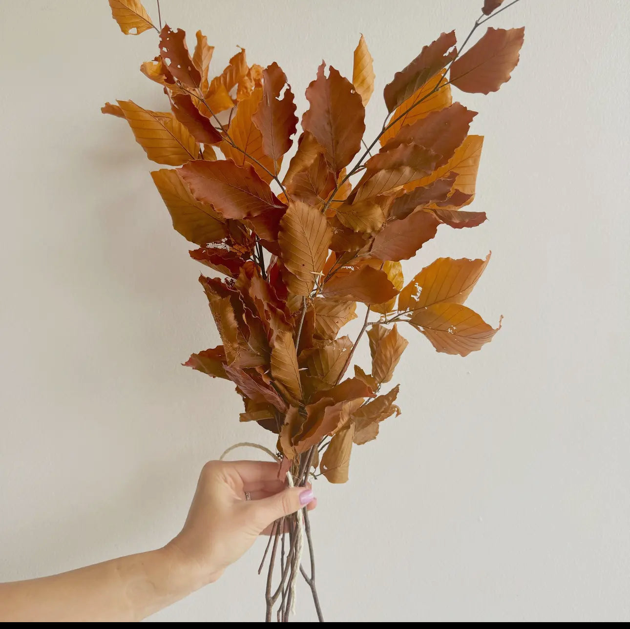 Preserved Copper Beech Stem Bunch