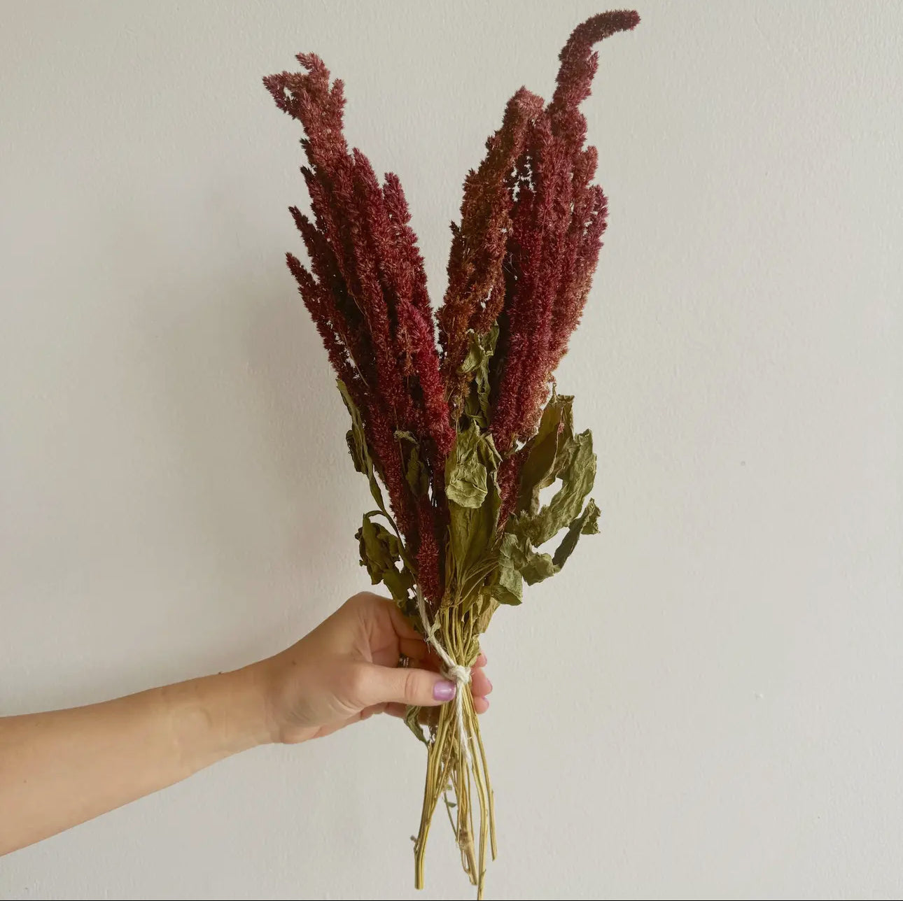 Preserved Red Amaranth Bunch